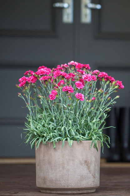 Dianthus ‘Sugar Plum Raspberry’