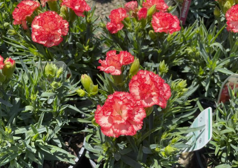 Dianthus caryophyllus Adorable Praline