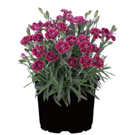 Dianthus spp. Viva Magenta