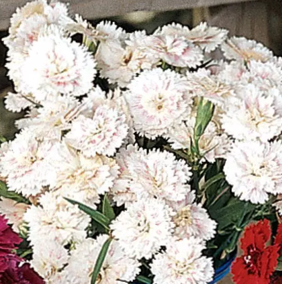 Dianthus spp. White Blush