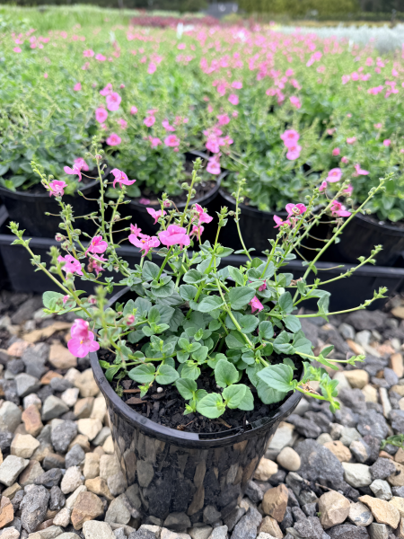 the plant broker