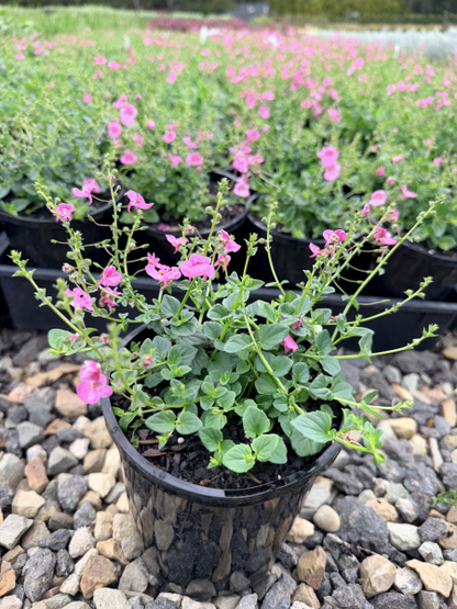 Diascia Little Dancer