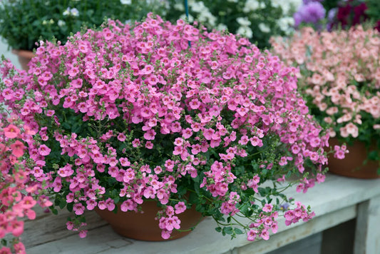 Diascia Little Dancer