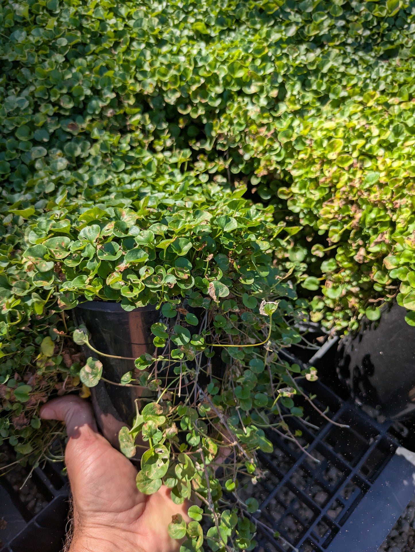 Dichondra repens