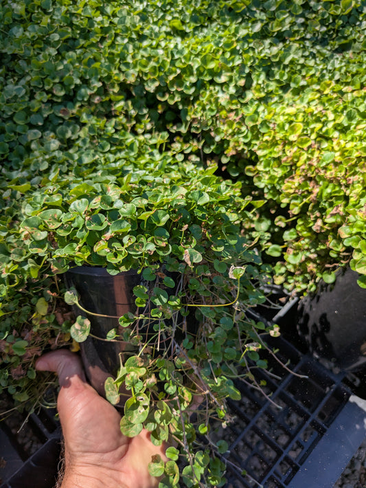 Dichondra repens
