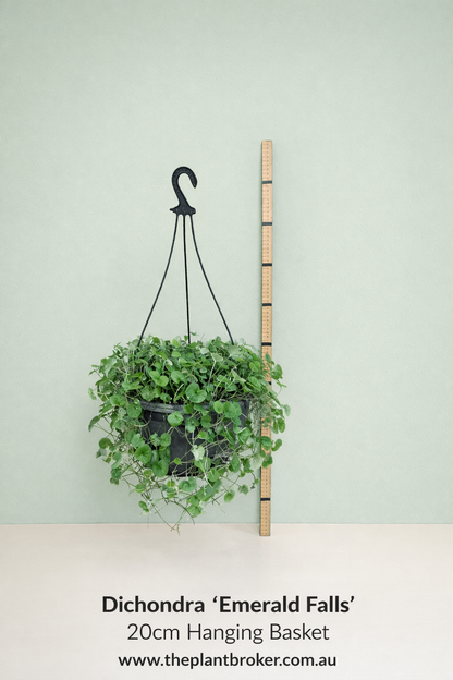 Dichondra repens Emerald Falls