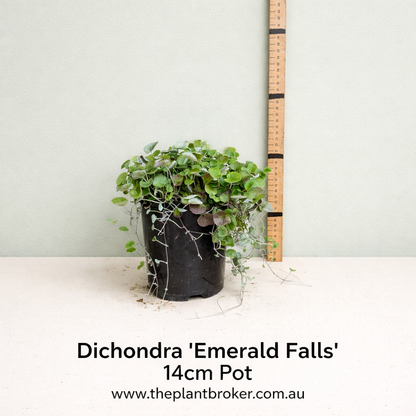 Dichondra repens Emerald Falls