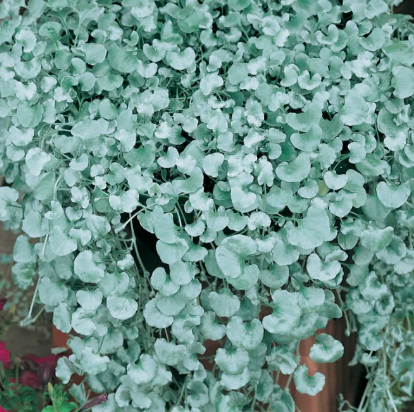 Dichondra argentea 'Silver Falls'