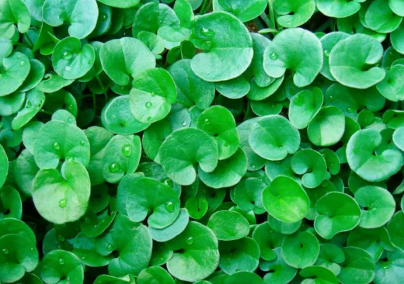 Dichondra repens
