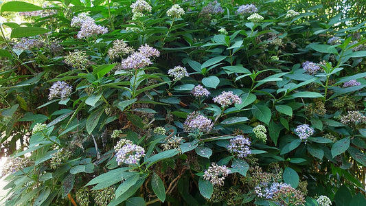 Dichroa versicolor
