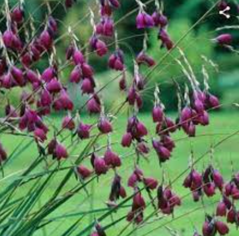 Dierama pulcherrimum Blackbird
