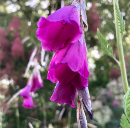 Dierama pulcherrimum Port wine