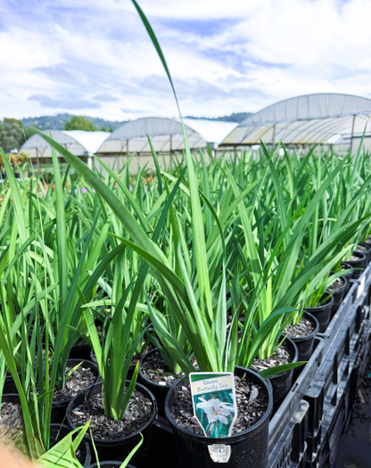 Dietes iridioides