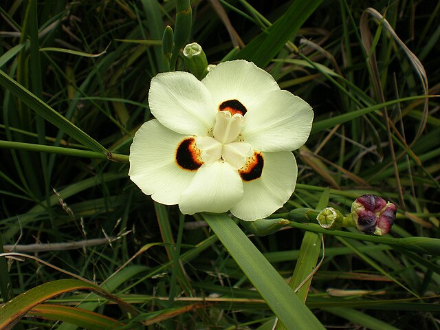 Dietes bicolor