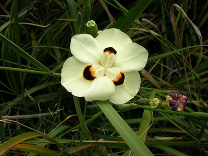 Dietes bicolor