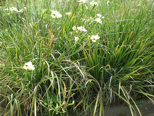Dietes bicolor