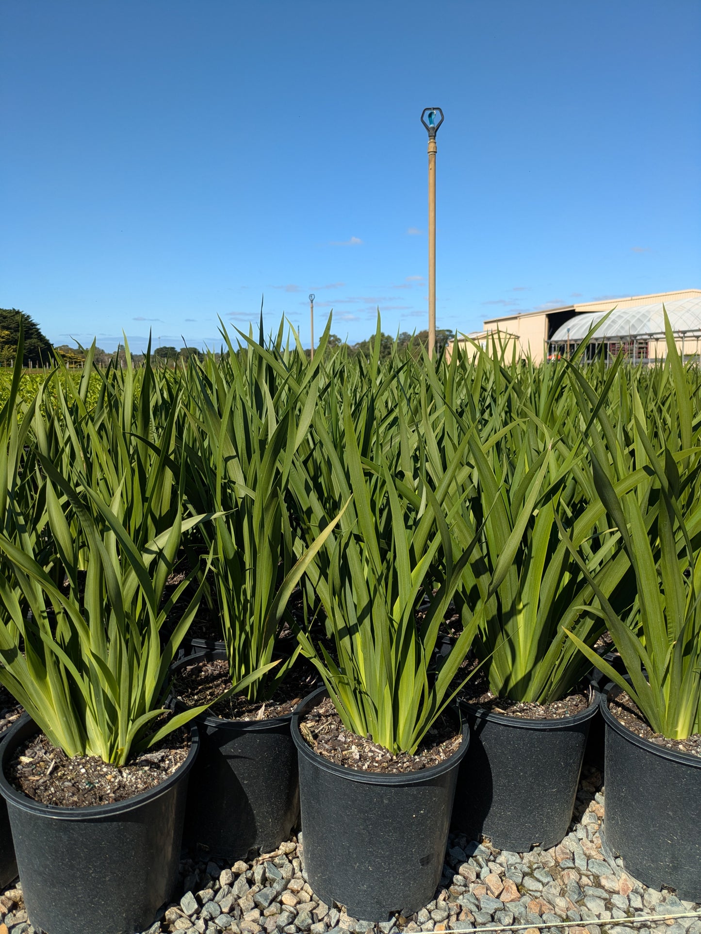 Dietes grandiflora