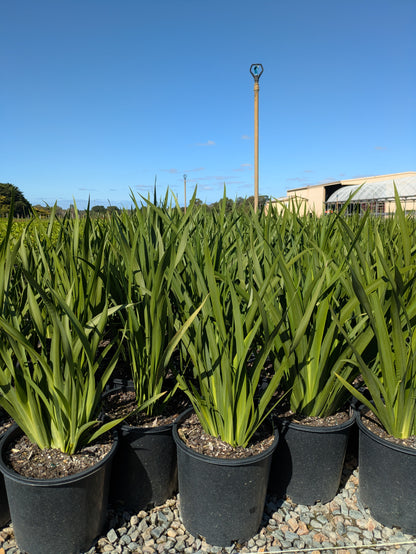 Dietes grandiflora