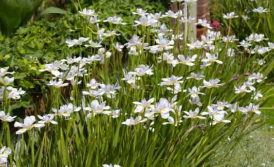 Dietes grandiflora