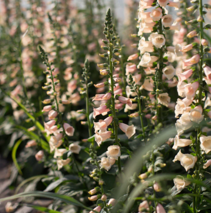 Digitalis Dalmation Peach