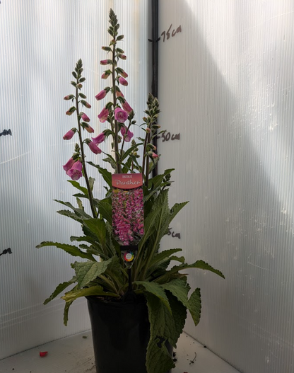 Digitalis Pink Panther