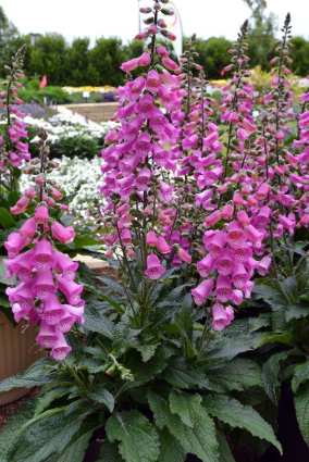 Digitalis Pink Panther