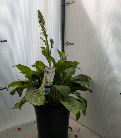 Digitalis purpurea White