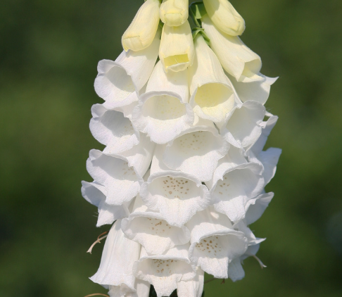 Digitalis purpurea White