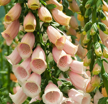 Digitalis spp. Apricot
