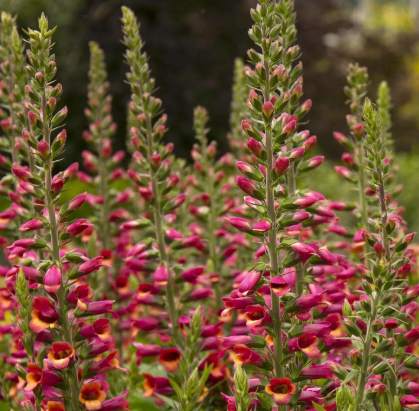 Digitalis spp. Ruby Glow