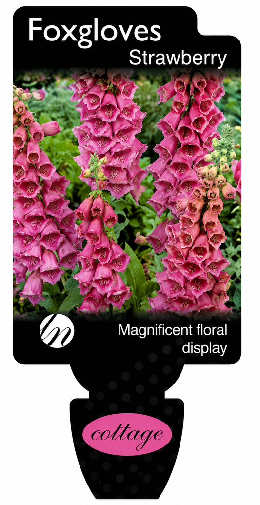 Digitalis spp. Strawberry Foxglove