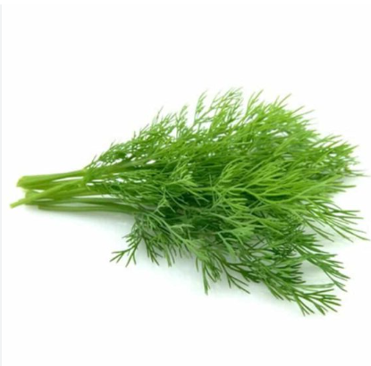 Dill Anethum graveolens