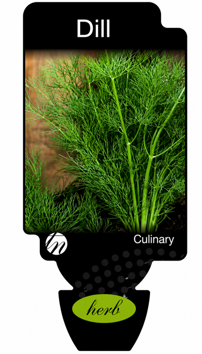 Dill Anethum graveolens