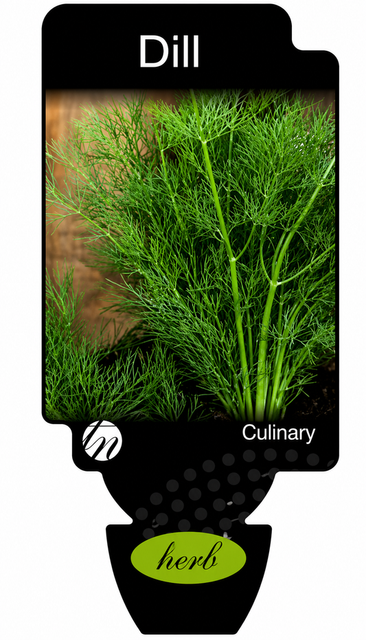 Dill Anethum graveolens