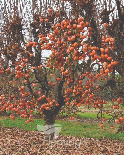 Persimmon - Fuyu