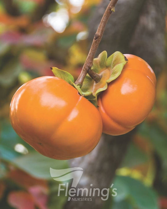 Persimmon - Fuyu