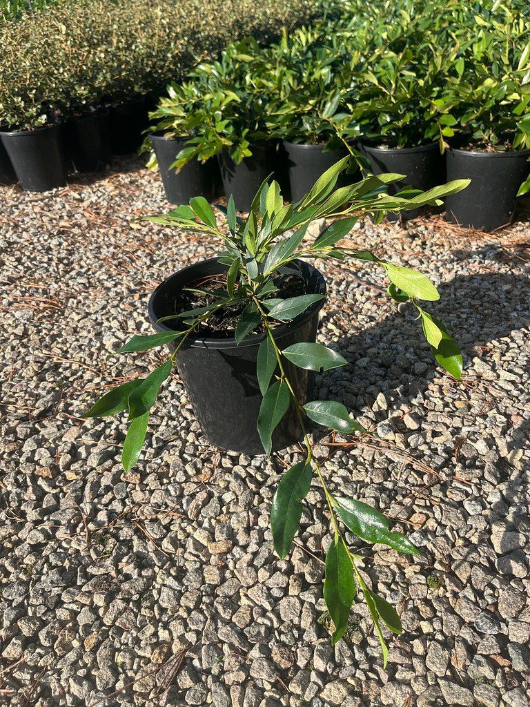 Distylium myricoides x racemosum 'Vintage Jade'