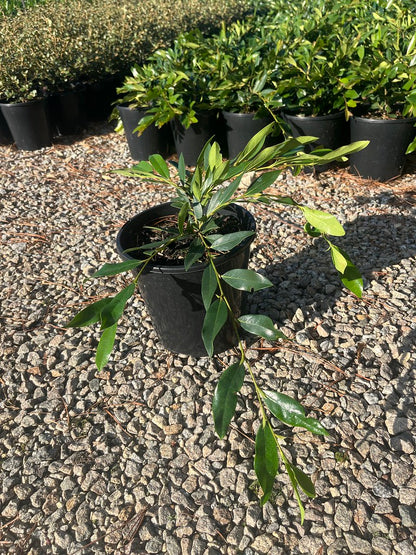 Distylium myricoides x racemosum 'Vintage Jade'