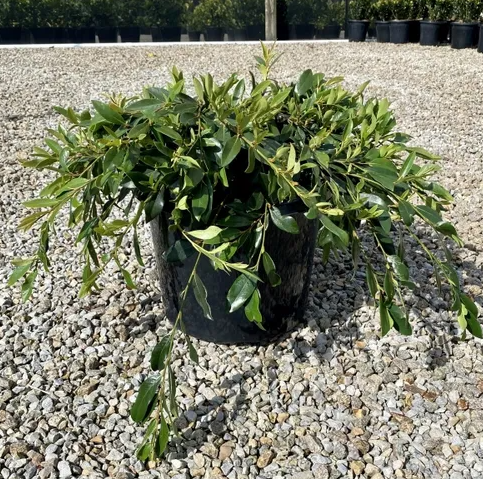 Distylium myricoides x racemosum 'Vintage Jade'