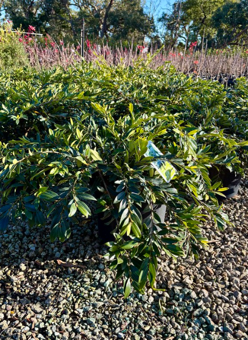 Distylium myricoides x racemosum 'Vintage Jade'