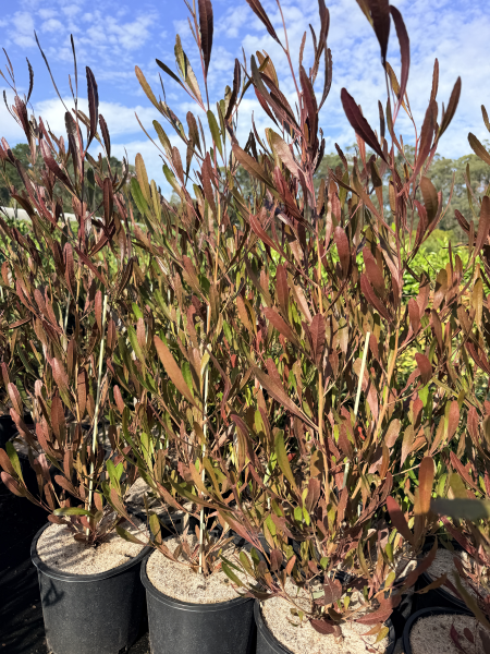 Dodonaea viscosa Purpurea