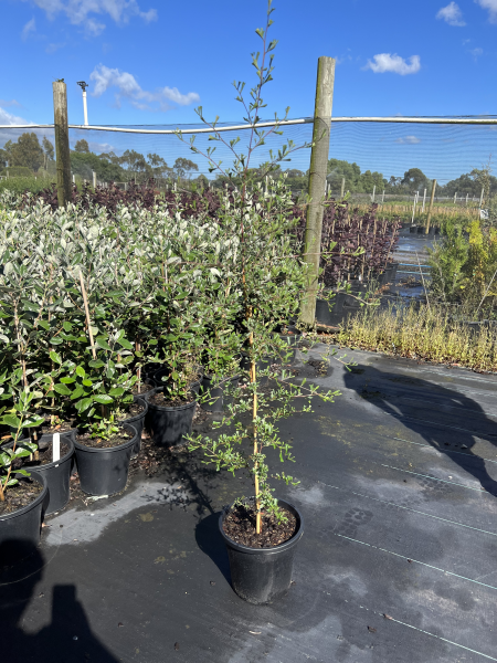 the plant broker