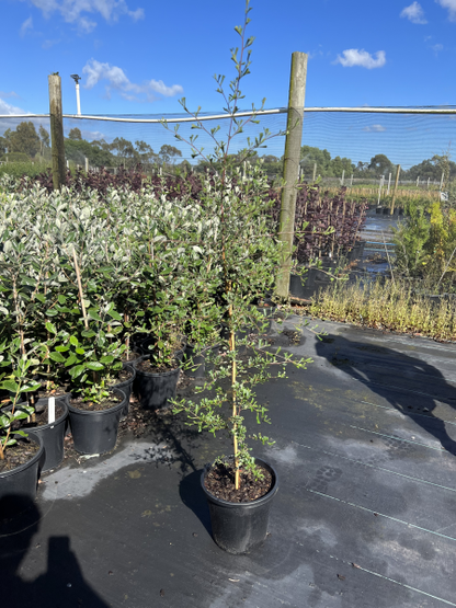 Dodonaea viscosa ssp. Cuneata