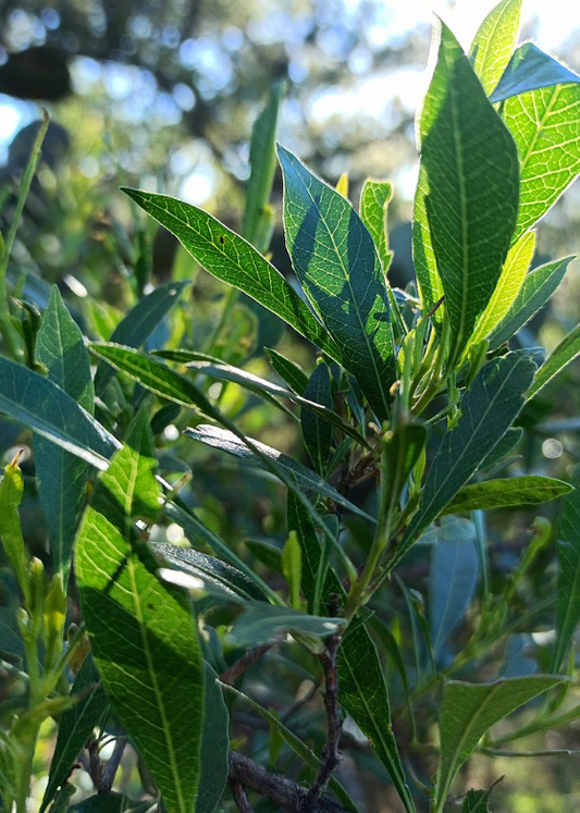 Dodonaea viscosa