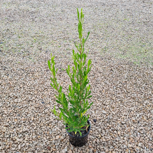 Dodonaea viscosa Mr Green Sheen