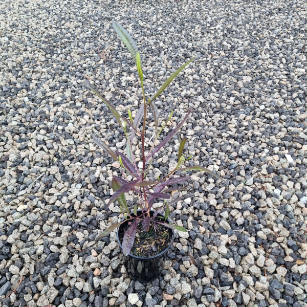 Dodonaea viscosa Purpurea