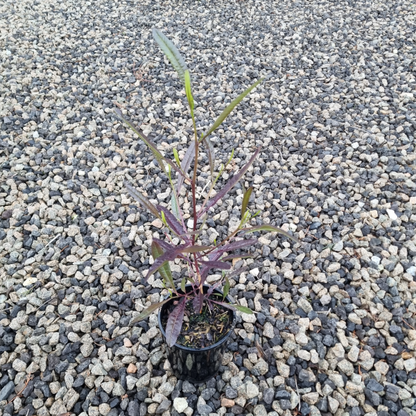 Dodonaea viscosa Purpurea