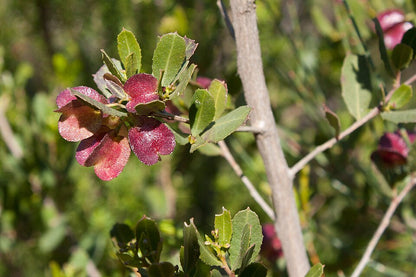 Dodonaea viscosa ssp. Cuneata