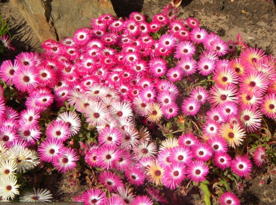 Dorotheanthus bellidiformis