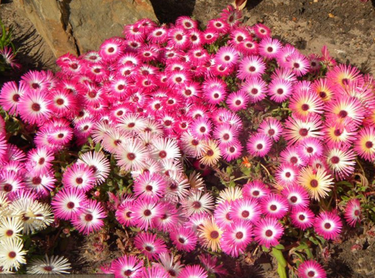 Dorotheanthus bellidiformis